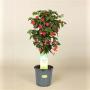 ABUTILON big Bell TG H80 P19