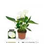 ANTHURIUM elido White 4+FLR H25 P9