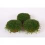 HELIXINE vert H17 P13