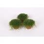 SOLEIROLIA soleirolii Vert H15 P9