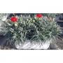DIANTHUS carnelia H25 JARD27-TST