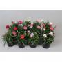 DIANTHUS H15 P9