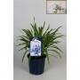 AGAPANTHUS bleu H45 P13