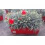 DIANTHUS carnelia H30 JARD40-TST