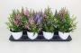 Angelonia h25-p12