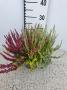 Calluna garden girl tricolor 3p-h20-p13