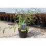 Buddleja davidii camberwell beauty h30-c3.6l