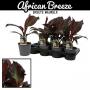 Musa red banana h45-p14