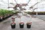 Albizia julibrissin summer chocolate h40-c3.6l