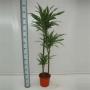 DRACAENA warneckei H150 P24