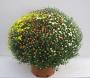 Chrysantheme pompon jumbo carnaval h80-p30