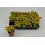 FITTONIA skeleton H10 P8.5