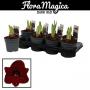 AMARYLLIS dark Red 2TG H25 P13