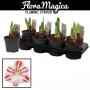 Amaryllis flaming stripe 2flr-h25-p13