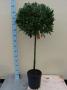 LAURUS nobilis 3/4TG BOULØ50/55 P25