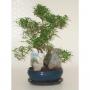 BONSAI + Rocaille + Scpe H25 P16