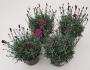 DIANTHUS violet Wonder H20 P11