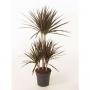DRACAENA magenta CARROUSEL H90 P21