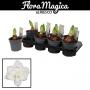 AMARYLLIS alfresco 2TG H25 P13
