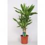 DRACAENA steudnerii H75 P17