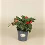 ABUTILON rouge H25 P14