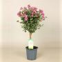 ANISODONTHEA elegans Princess TG H75 P19