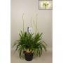 AGAPANTHUS blanc 5FLR H100 P30
