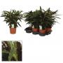 CALATHEA elgergras H65 P17