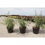 Buddleja davidii black knight h40-c3.6l