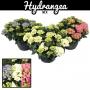 Hortensia bl 20+flr-h60-p30-deco