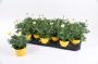 ANTHEMIS jaune ton sur ton H20 P10.5