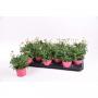 ANTHEMIS rose ton sur ton H20 P10.5