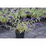Buddleja davidii adonis blue h40-c3.6l