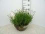 LAVANDULA angustifolia H50 CPEØ30-COUL