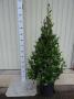LAURUS nobilis PYR H130 P25