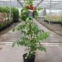 Campsis radicans stromboli h125-c7l