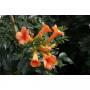 Campsis tagliabuana indian summer h80-c7l