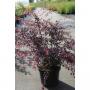 Berberis thunbergii rose glow h60-c10l