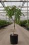 Albizia julibrissin ombrella h40-c3.6l