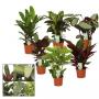 CALATHEA H45 P12