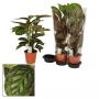 Calathea Flamestar H75-P19