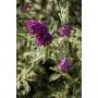 Buddleja davidii masquerade h30-c3.6l