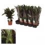 Calathea elgergras h40-p12