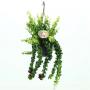 AESCHYNANTHUS rasta H45 SUSPØ15