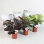 CALATHEA H45 P14