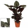 CALATHEA sanderiana Ornata H85 P19