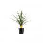 CORDYLINE australis Verde H90 P24