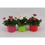 BELLIS H12 P10.5-TST
