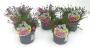 DIANTHUS kahori H20 P13
