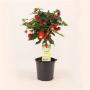 ABUTILON big Bell TG H50 P14
